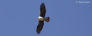 Aquila del Bonelli adulto in volo sulla Riserva dello Zingaro
