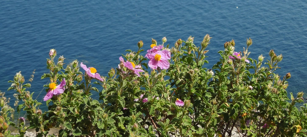 Cisto tipico fiore nella Riserva dello Zingaro